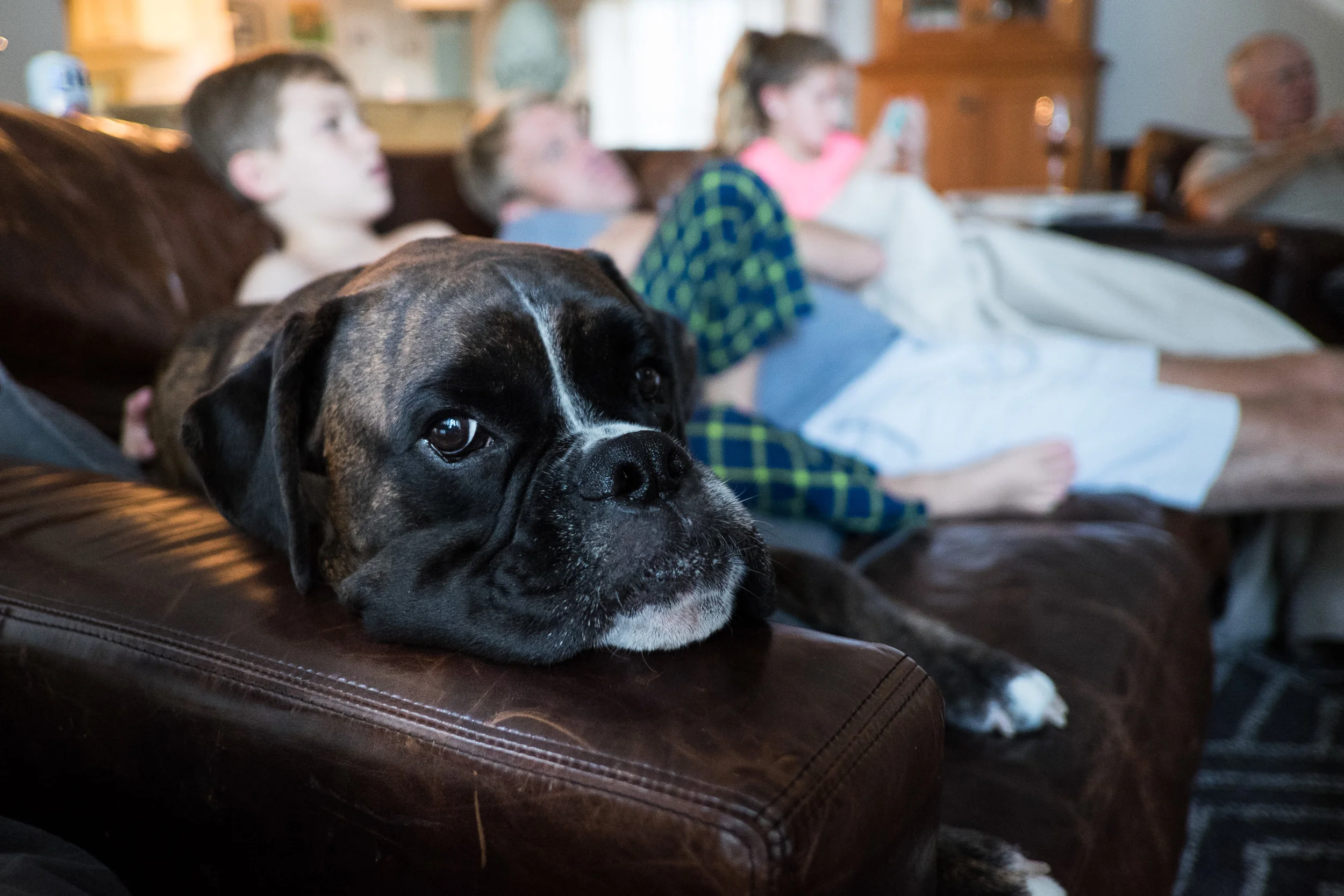 Brisket has officially taken up residence on the couch, even when we're clearly looking. 