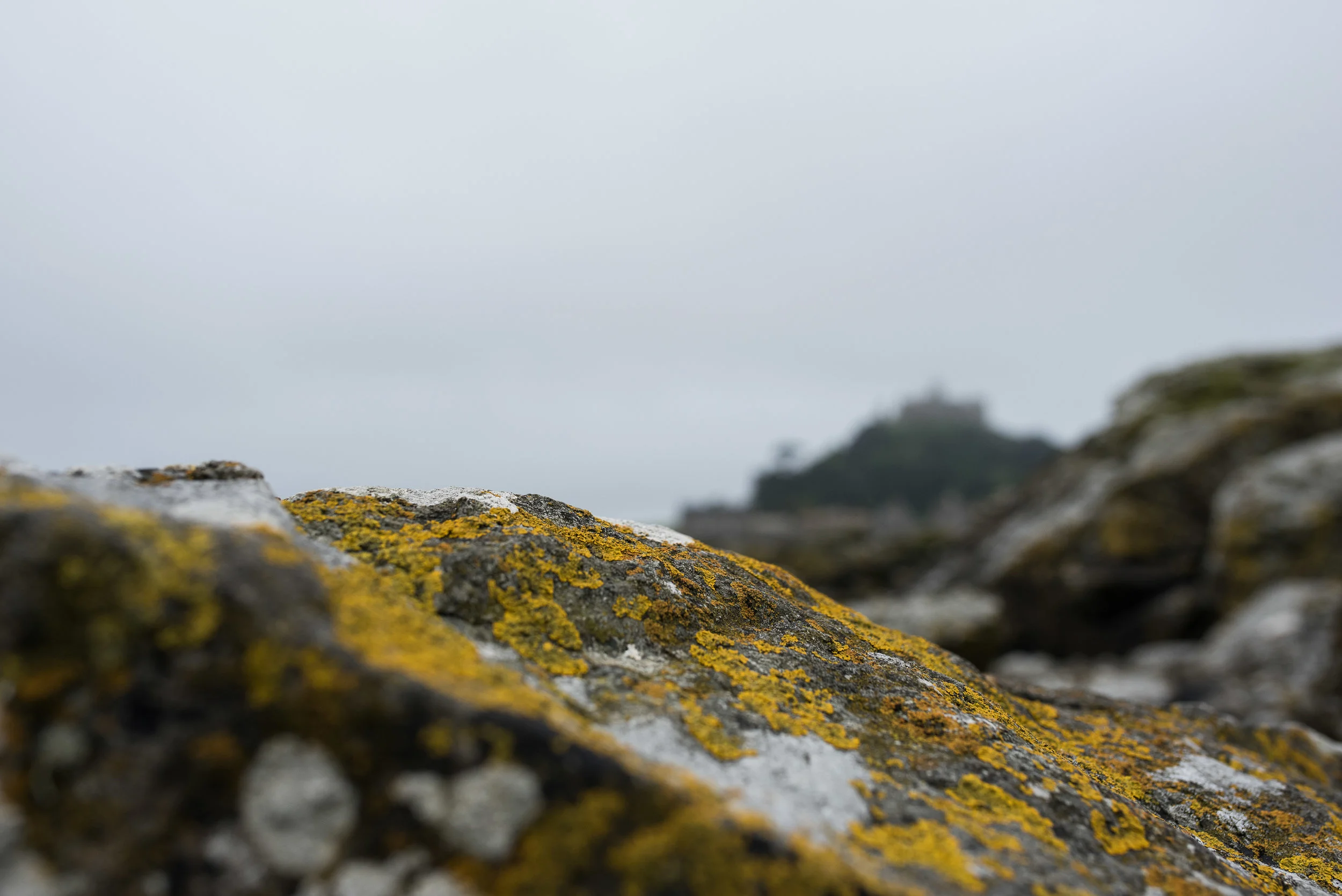 Beautifully colored lichens cover pretty much anything that will stand still for a century or so.