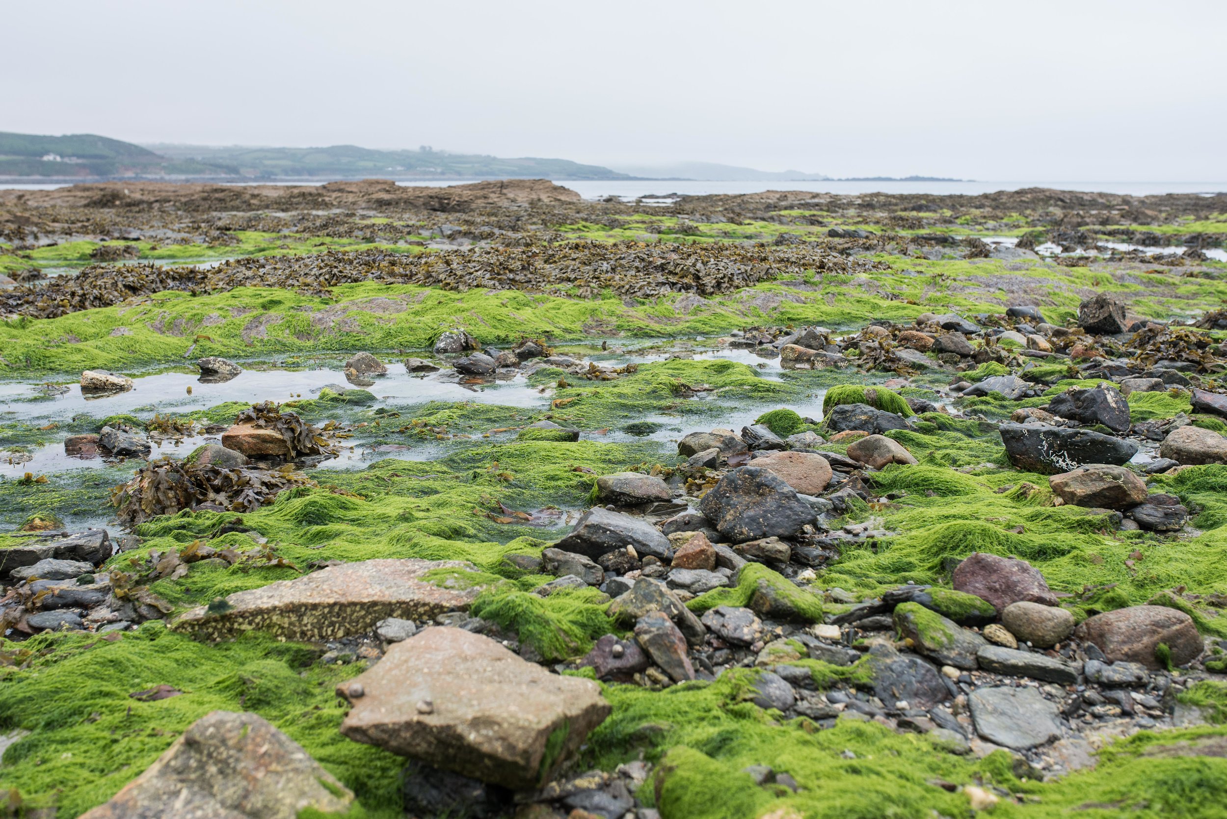 When we arrived at St. Michael's Mount, the tide was out and so we could walk across to the island. Four hours after this photo was taken, all of the moss and rocks were back under several feet of the English Channel. 
