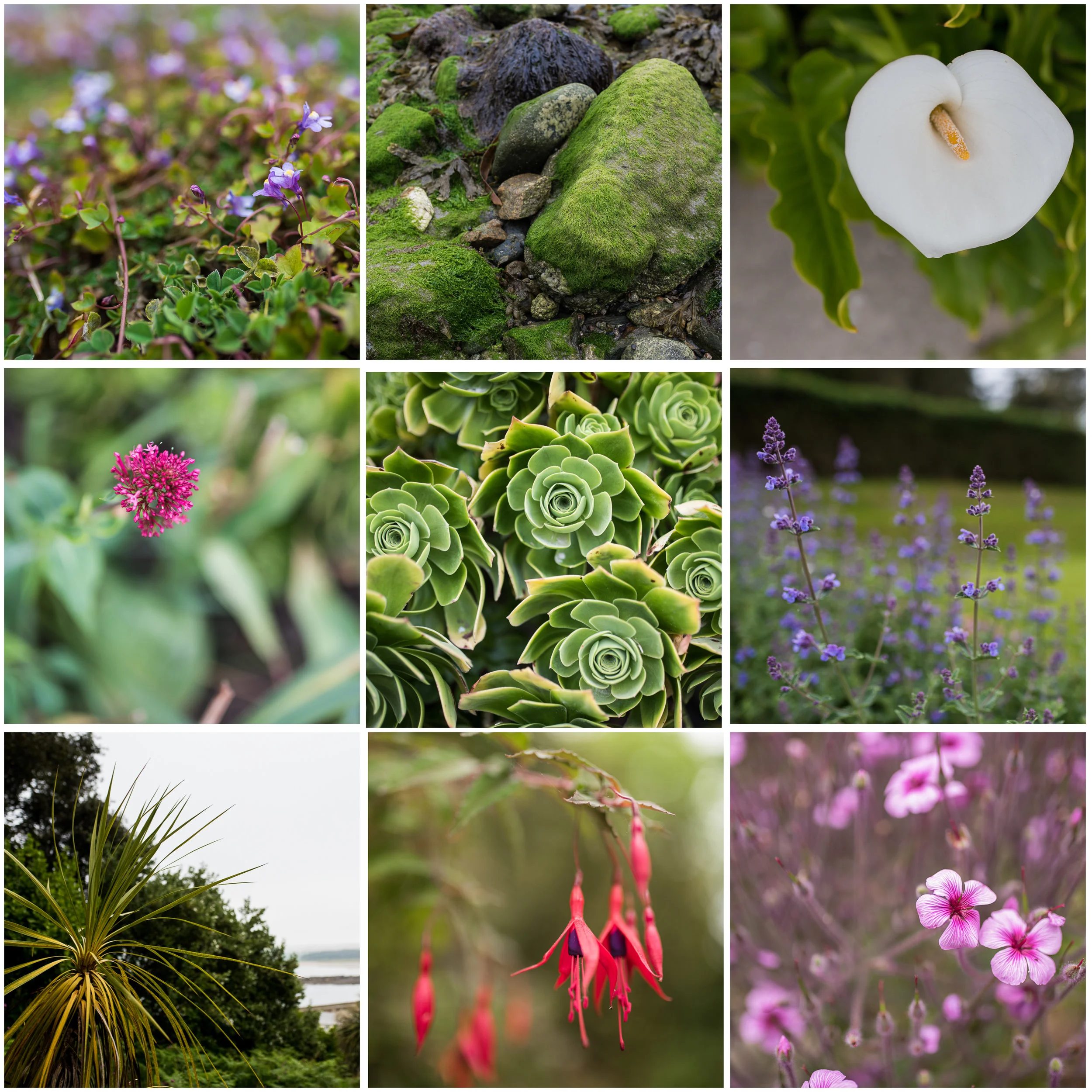 The variety of flora across the island was unexpected. Who knew so many tropical-looking plants grew in Western England?