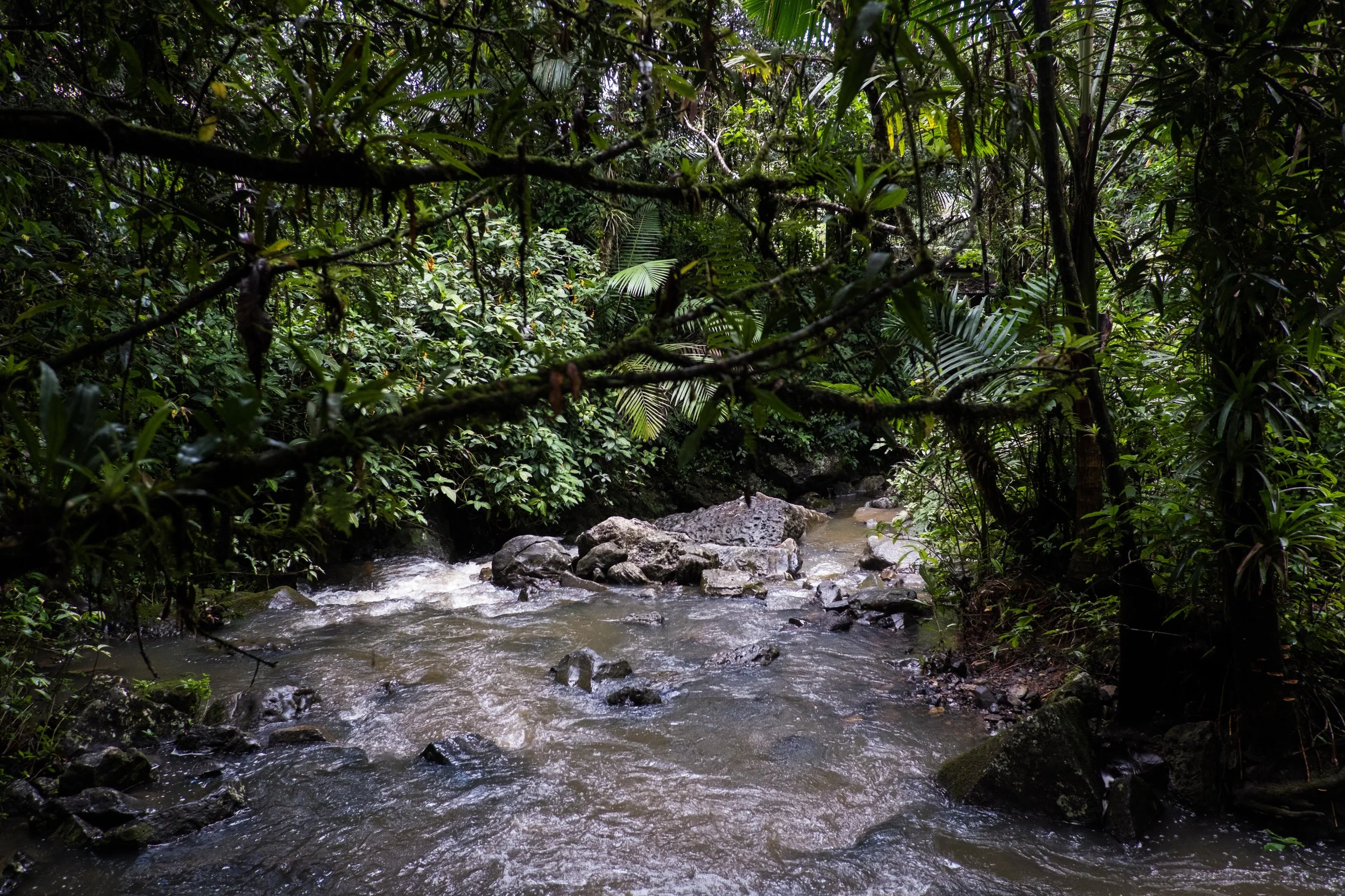 We visited the only rain forest managed by the US Forest and Parks Service. Our guide made that seem like a big deal. We mostly just enjoyed the views and hiking in the pouring rain. 