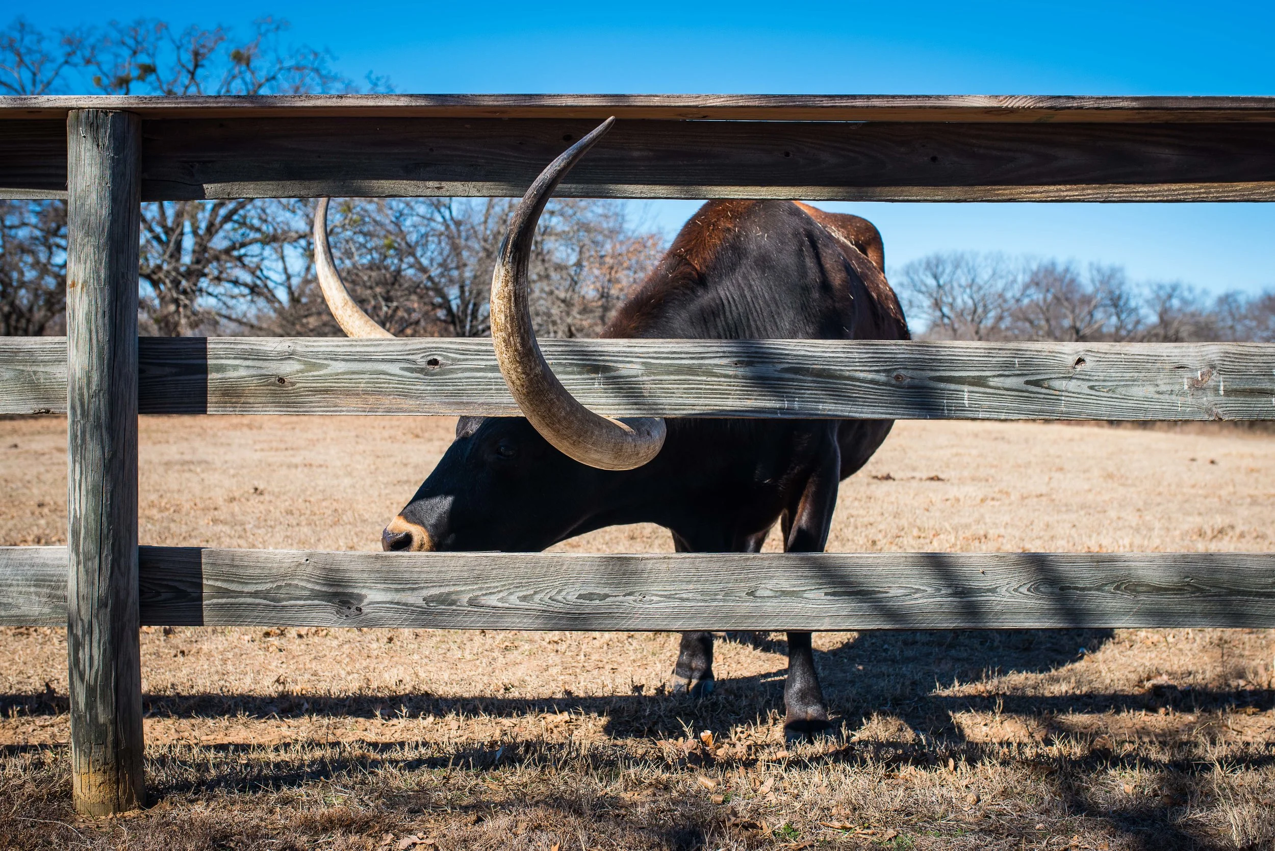 The next day, we went to see cows at the farm.