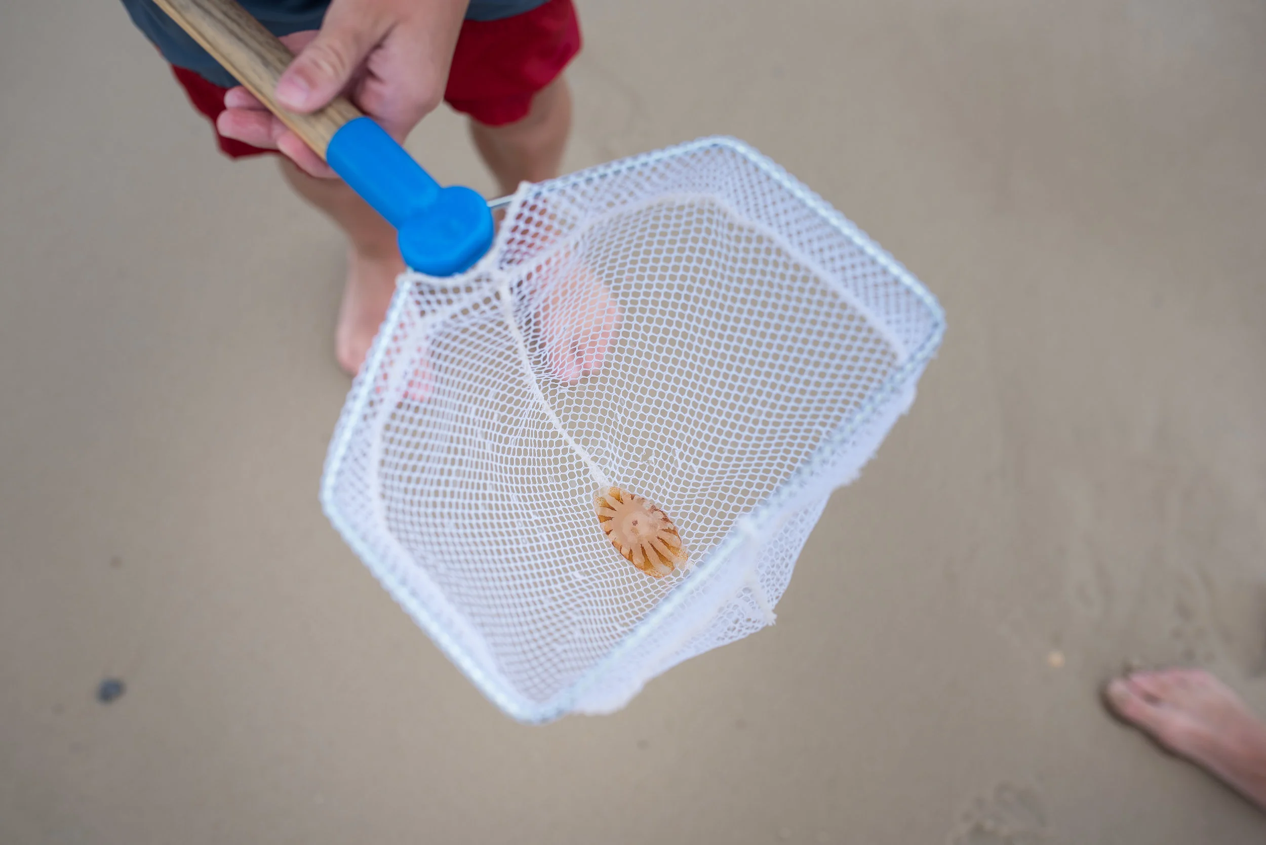 A little early this year, the jellyfish came to swim along Gulf Shores. They didn't know what accomplished jellyfish hunters would be there to greet them though.