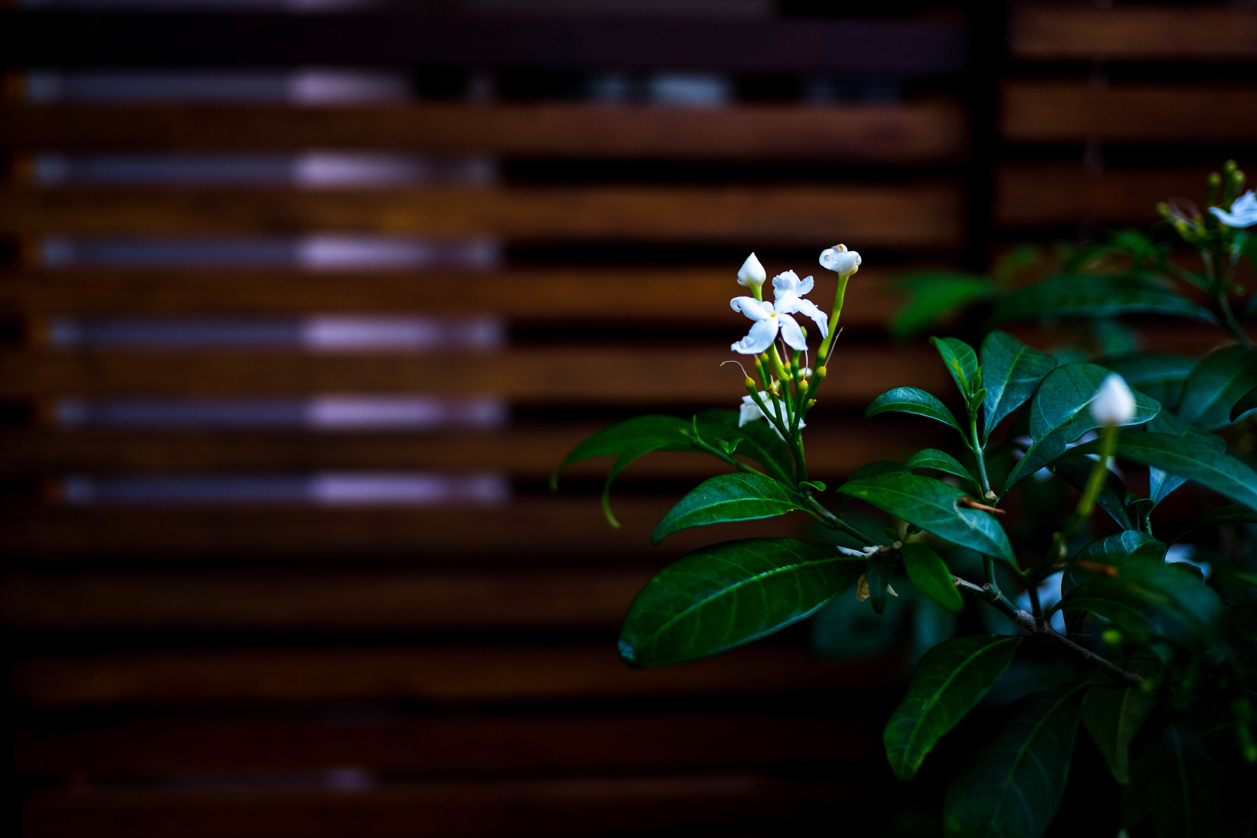 2019.05 St. Lucia Selects (sm)-64.jpg