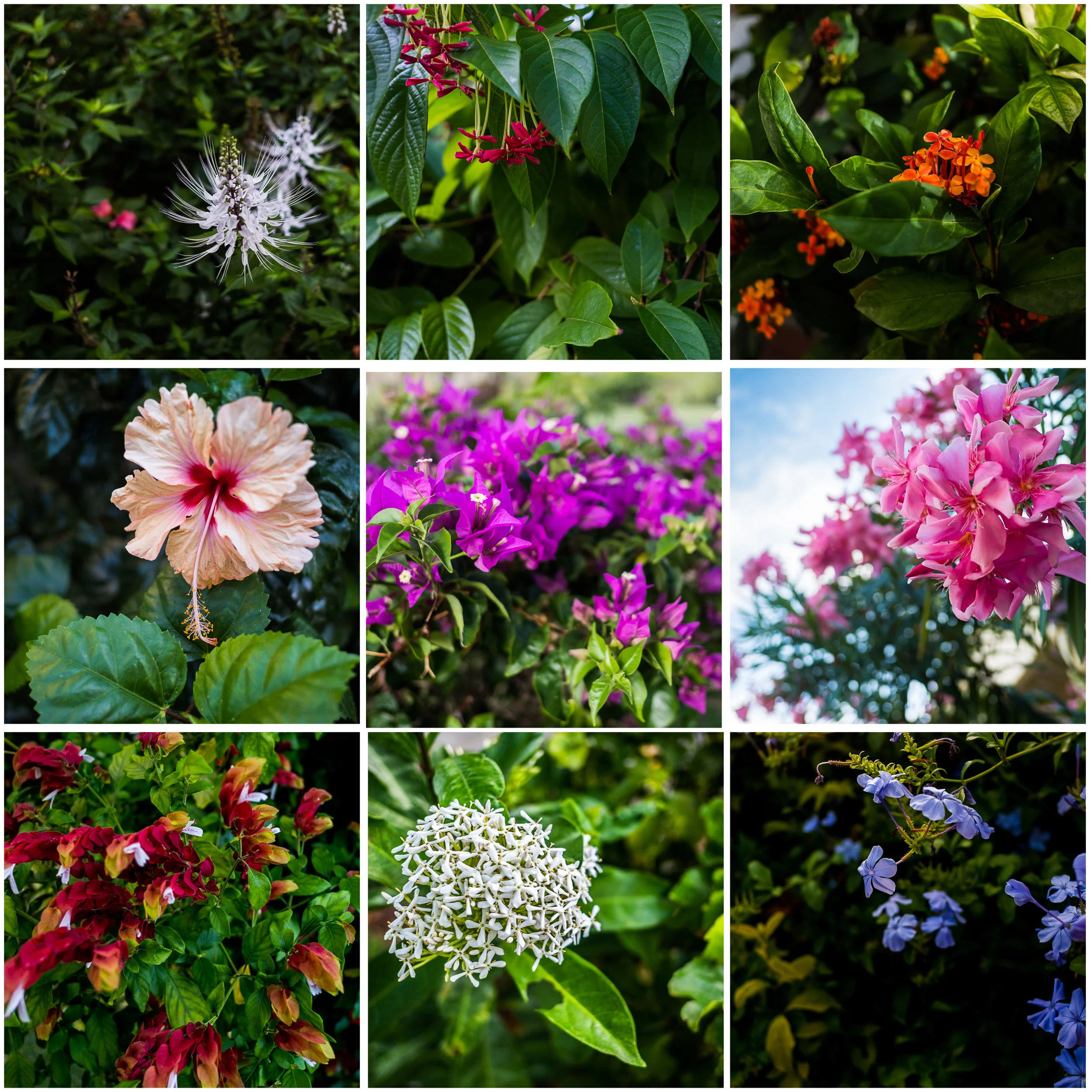 flowers.jpg