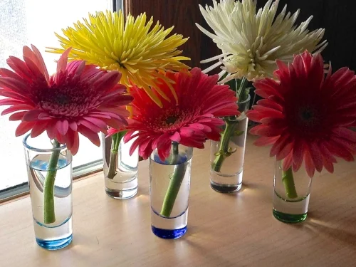 Gerber daisies and mums.