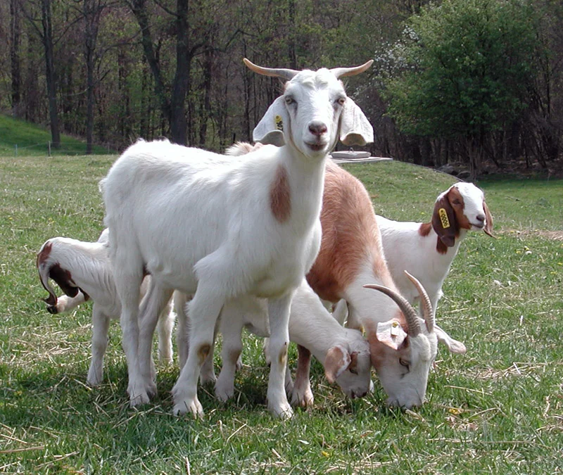 Episode 39: Ram Hammersly's Bearded Boot Camp