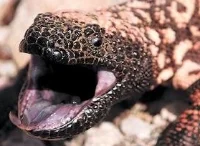 500px-Gila_monster_spit.jpg