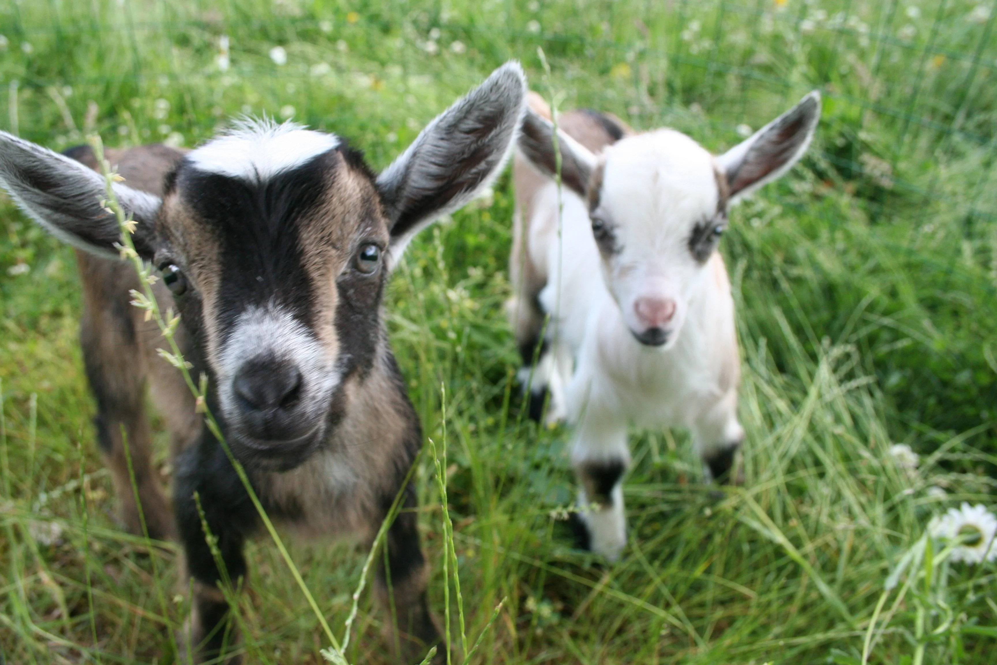 Twelve: Goats Special!