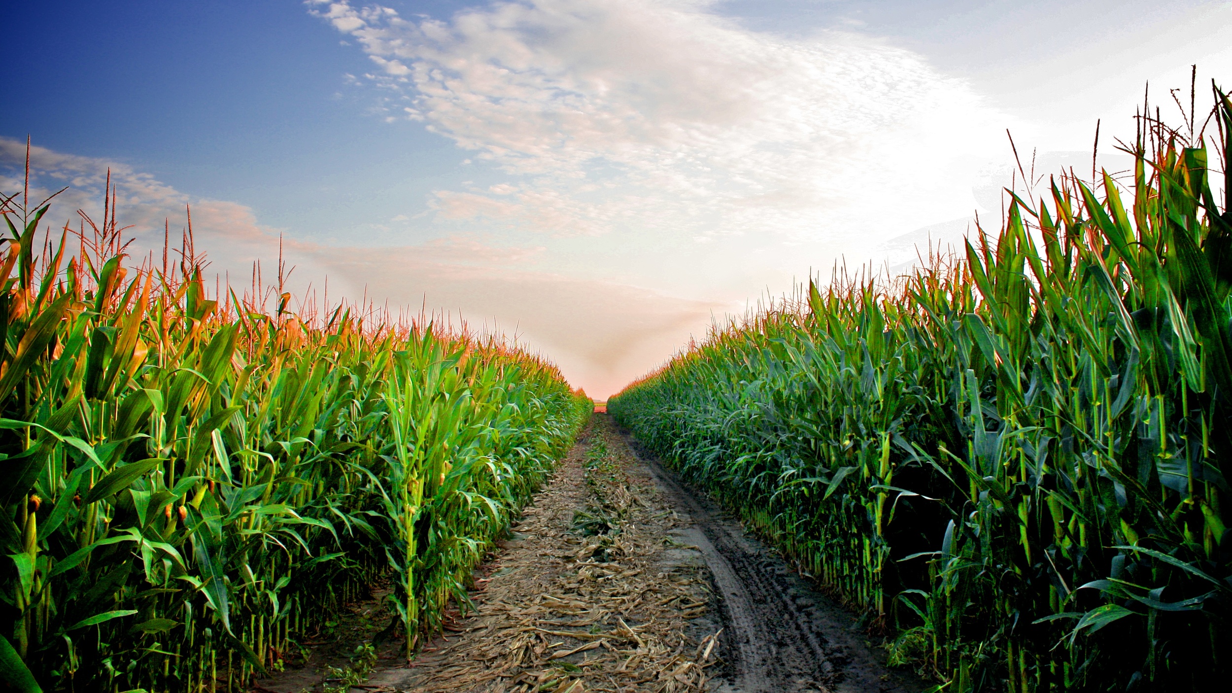 Corn.jpg