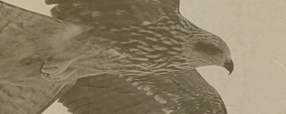 Episode 178: Bird Olympics