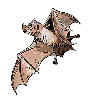 10: Bats