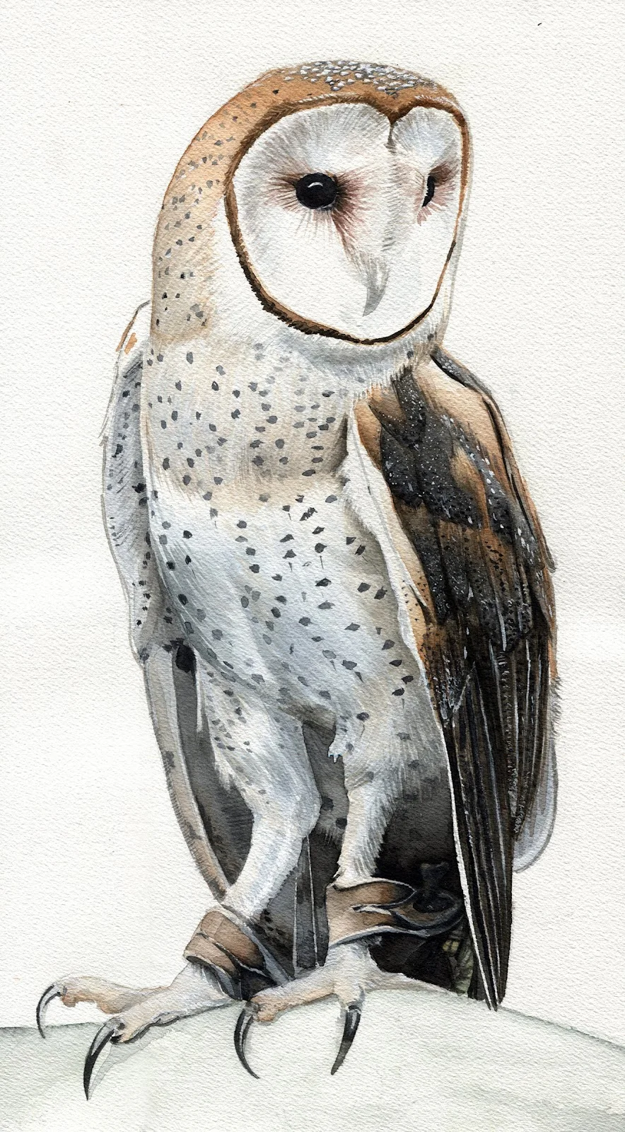 20: Birds