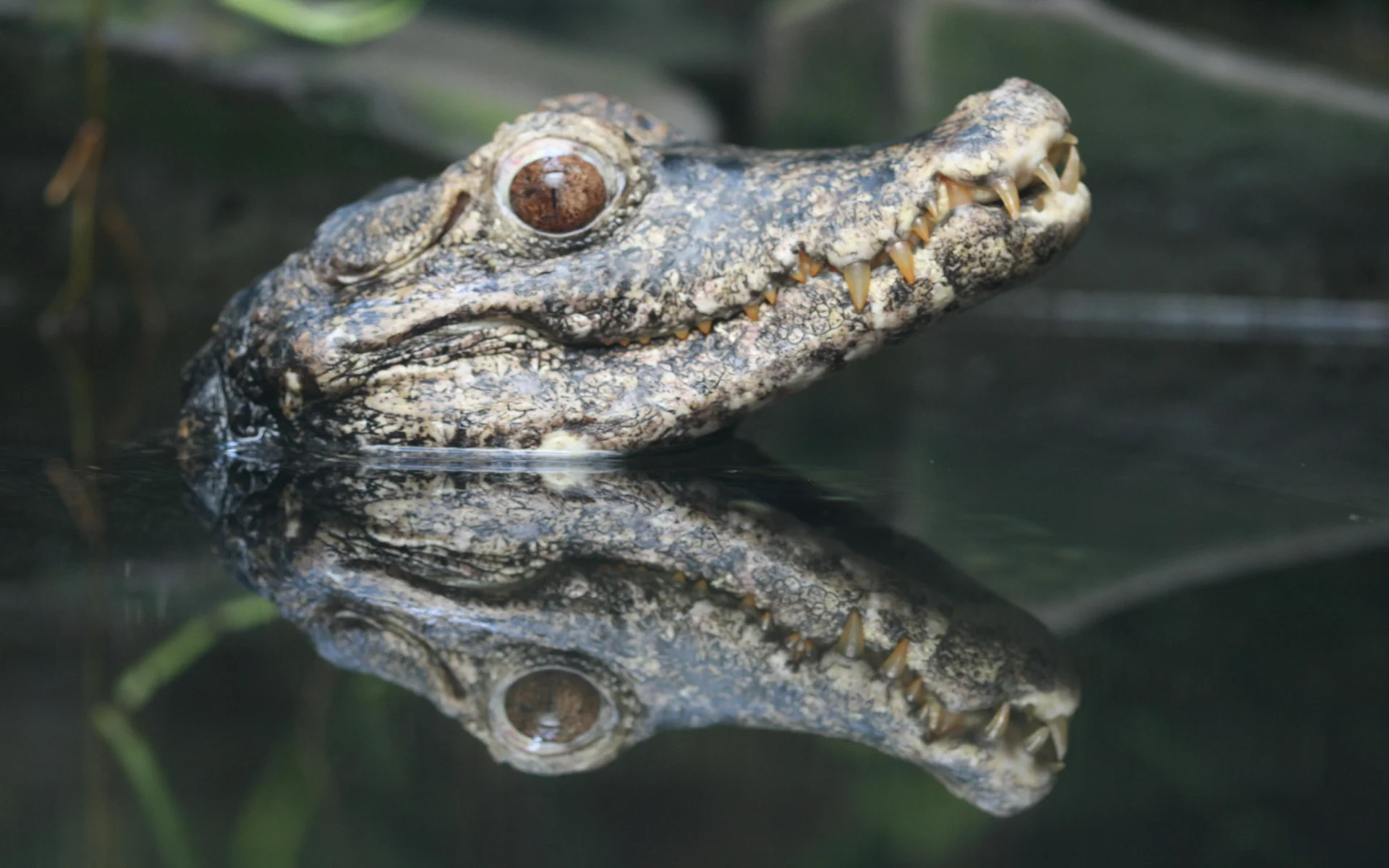 40: Crocodile