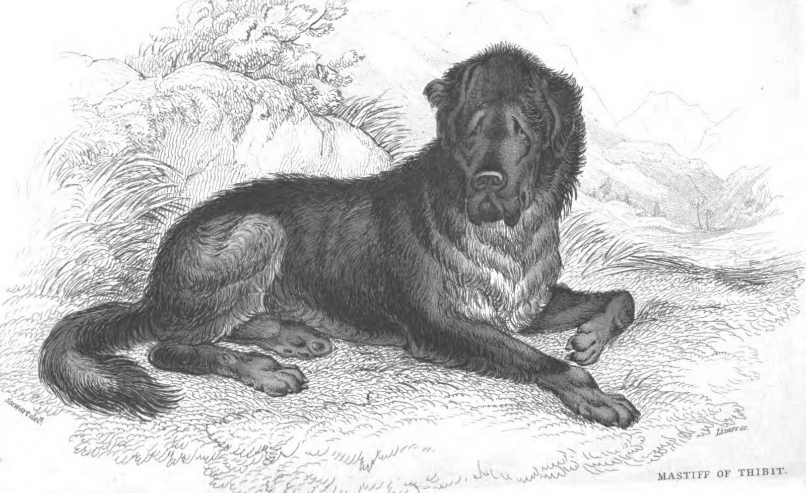 47: Dog