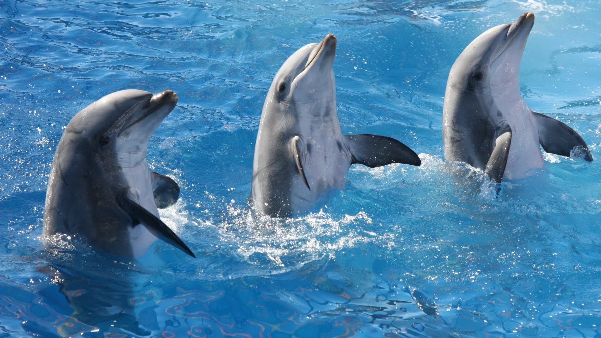 49: Dolphin