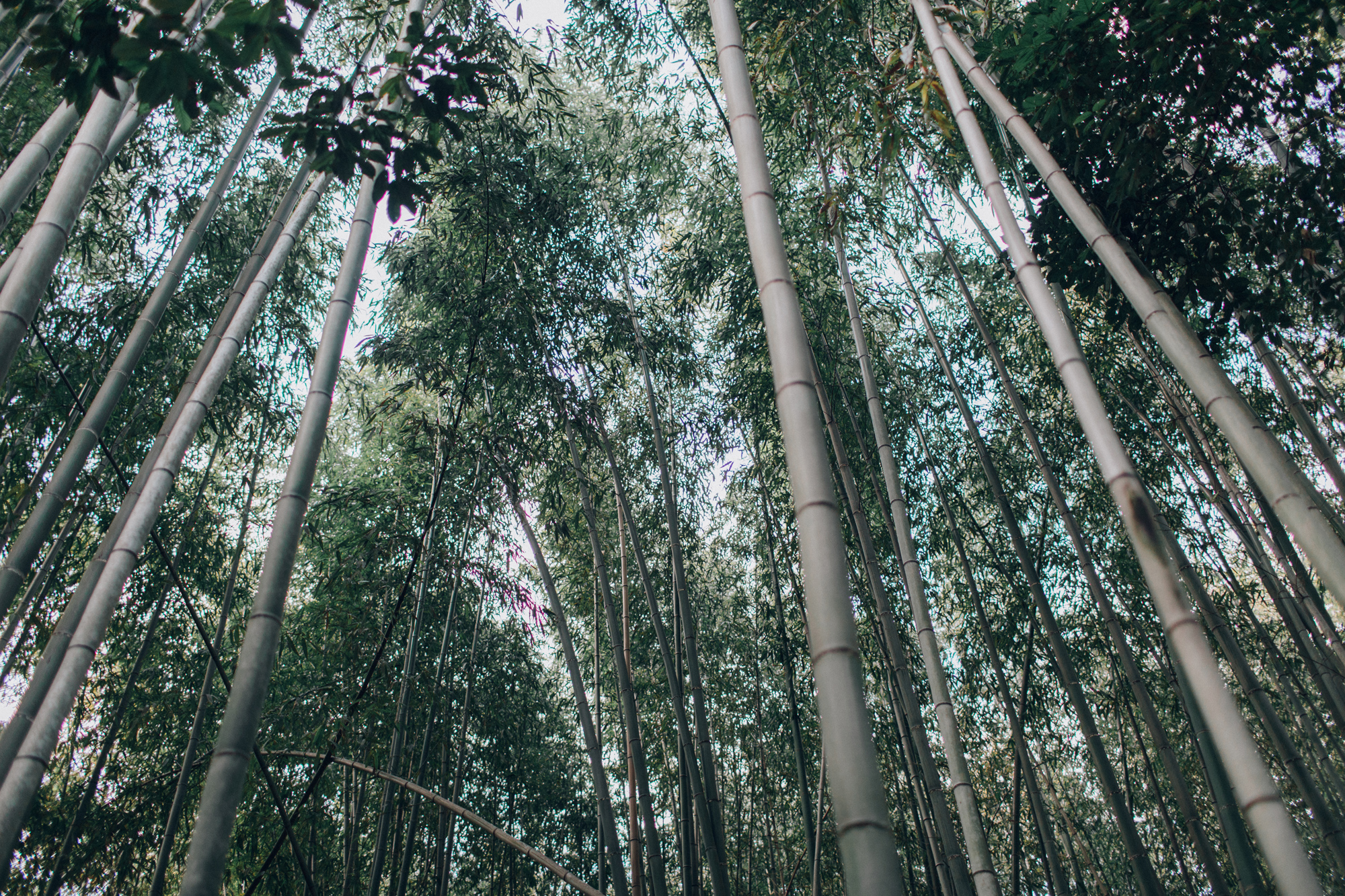 002-Arashiyama.jpg