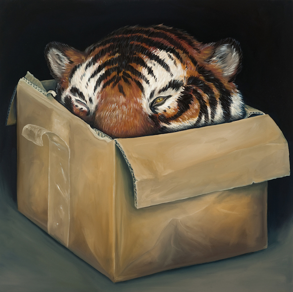 Tiger Head, In a Box