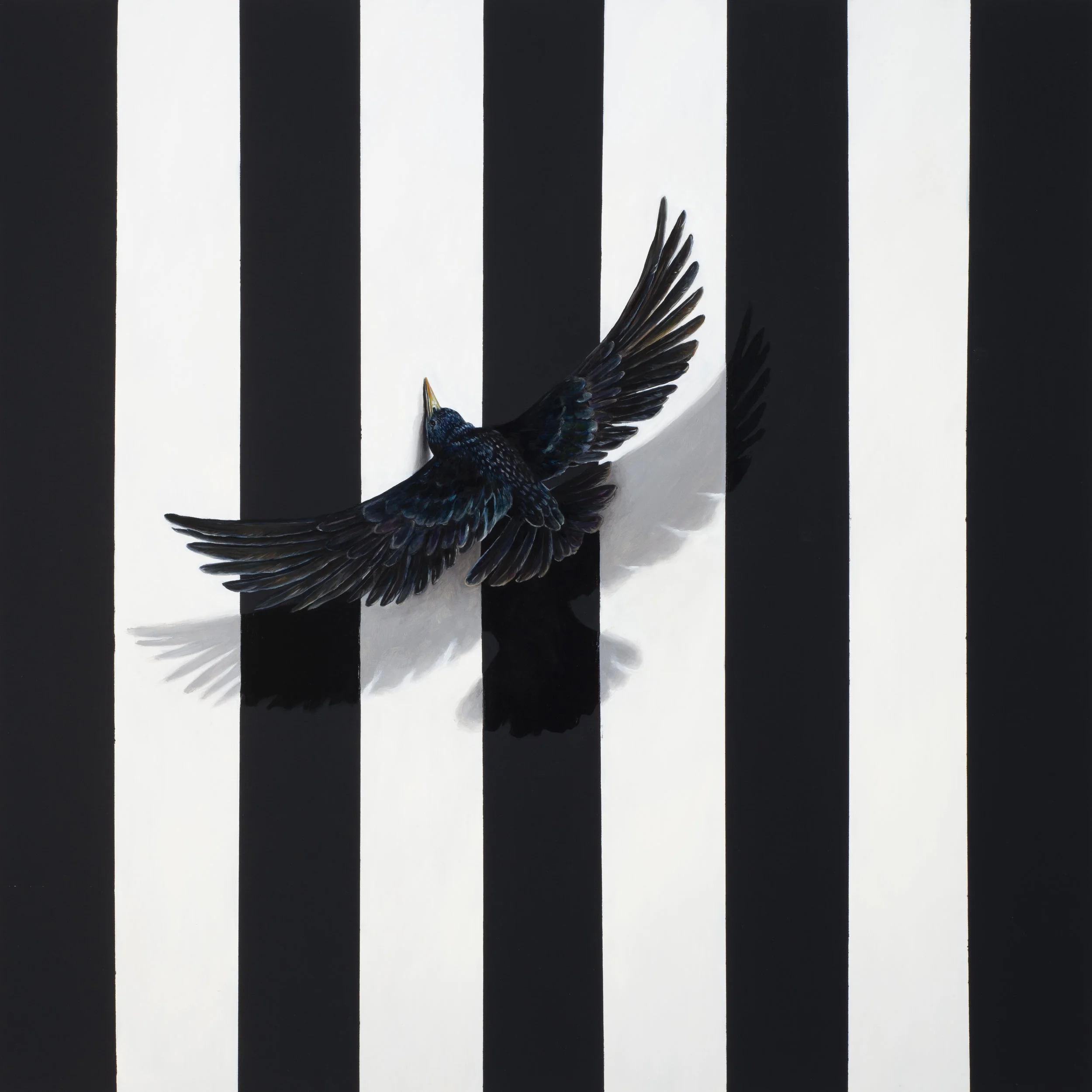 Starling Cognition Test 2