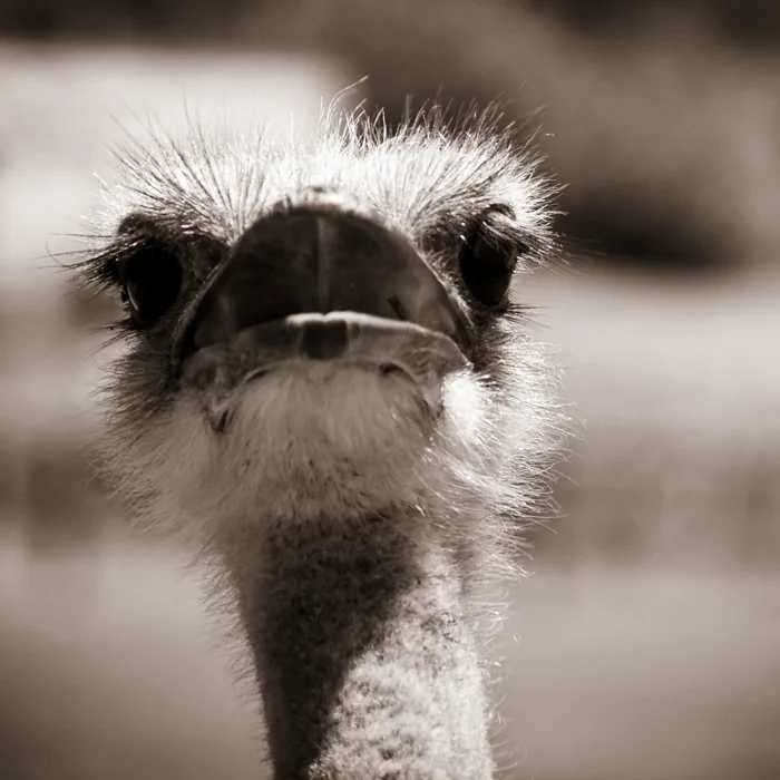 Ostrich