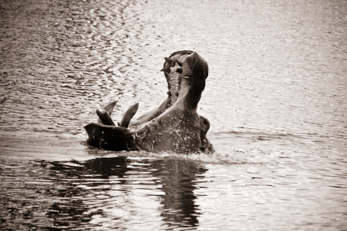 Hippo
