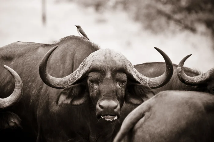 Buffalo