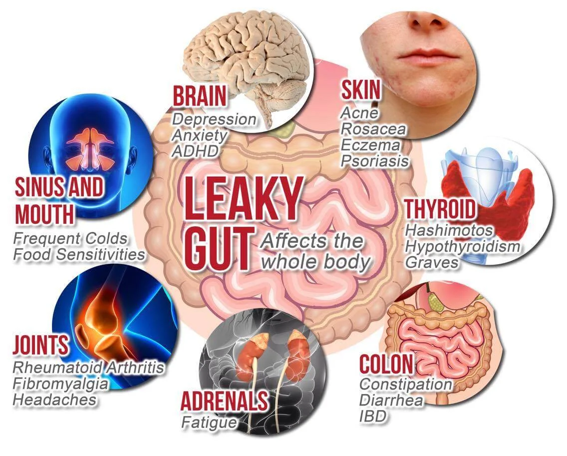 gut health cycle.jpg