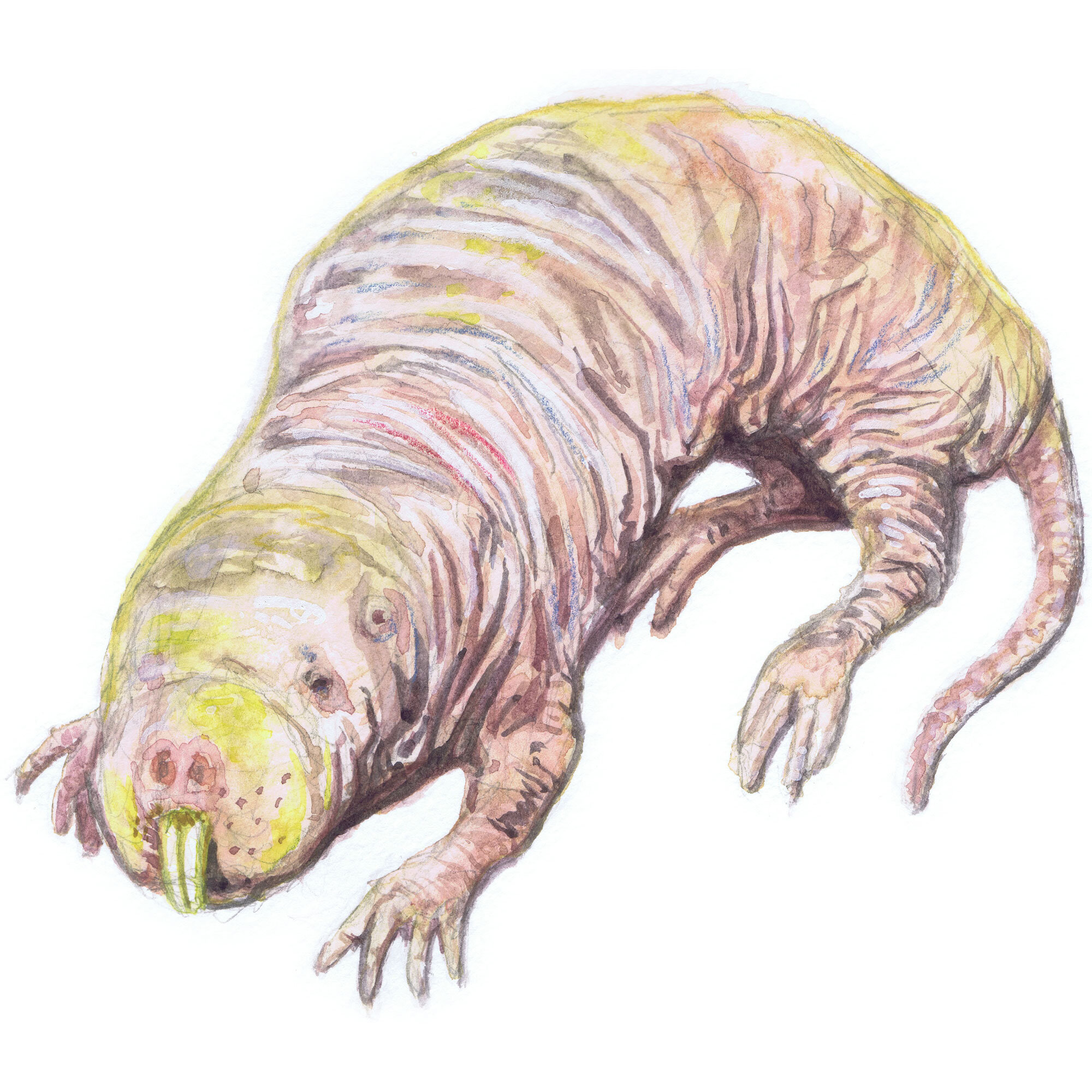 Naked-Mole-Rat.jpg