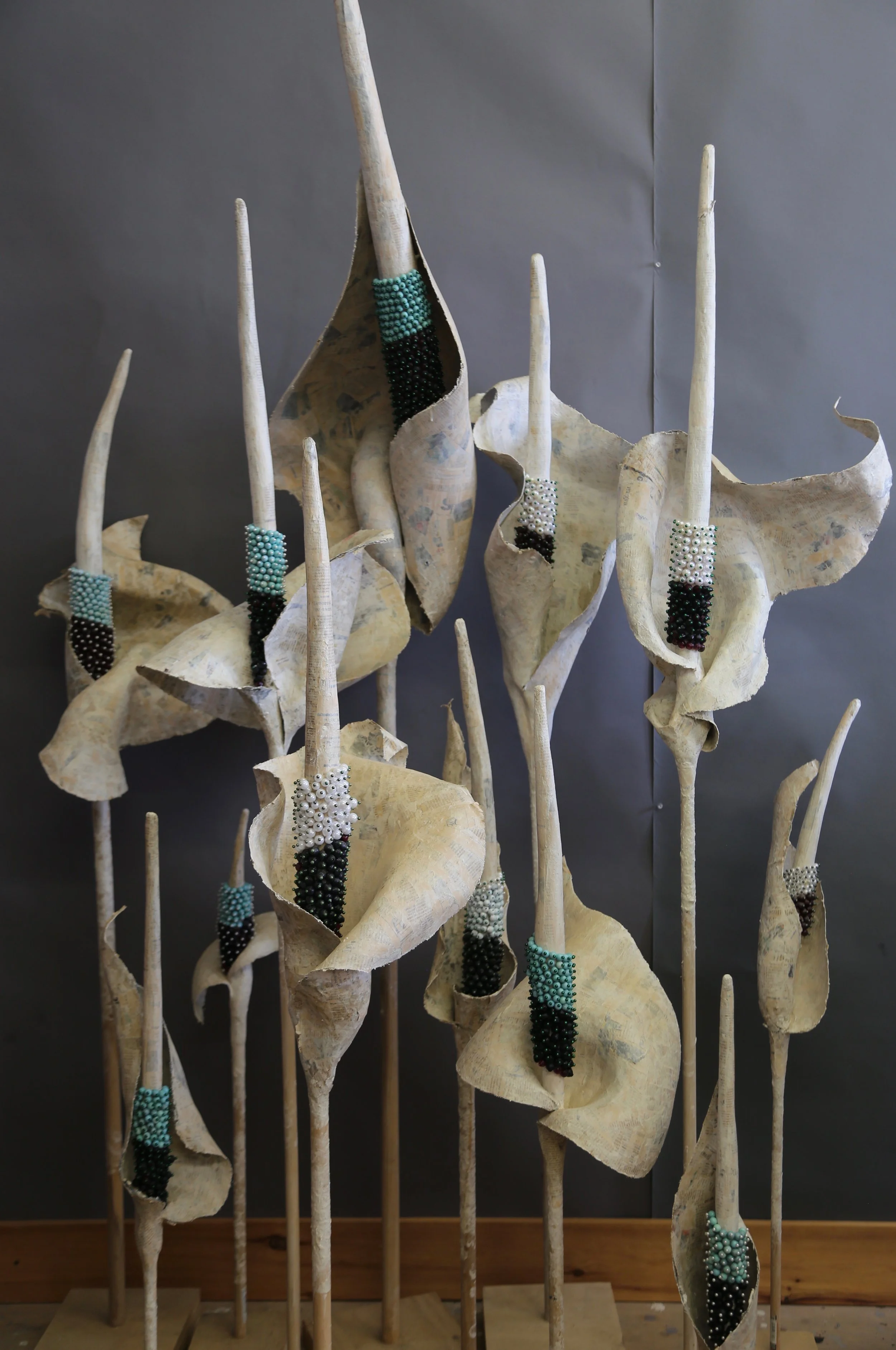 Amorphophallus Group