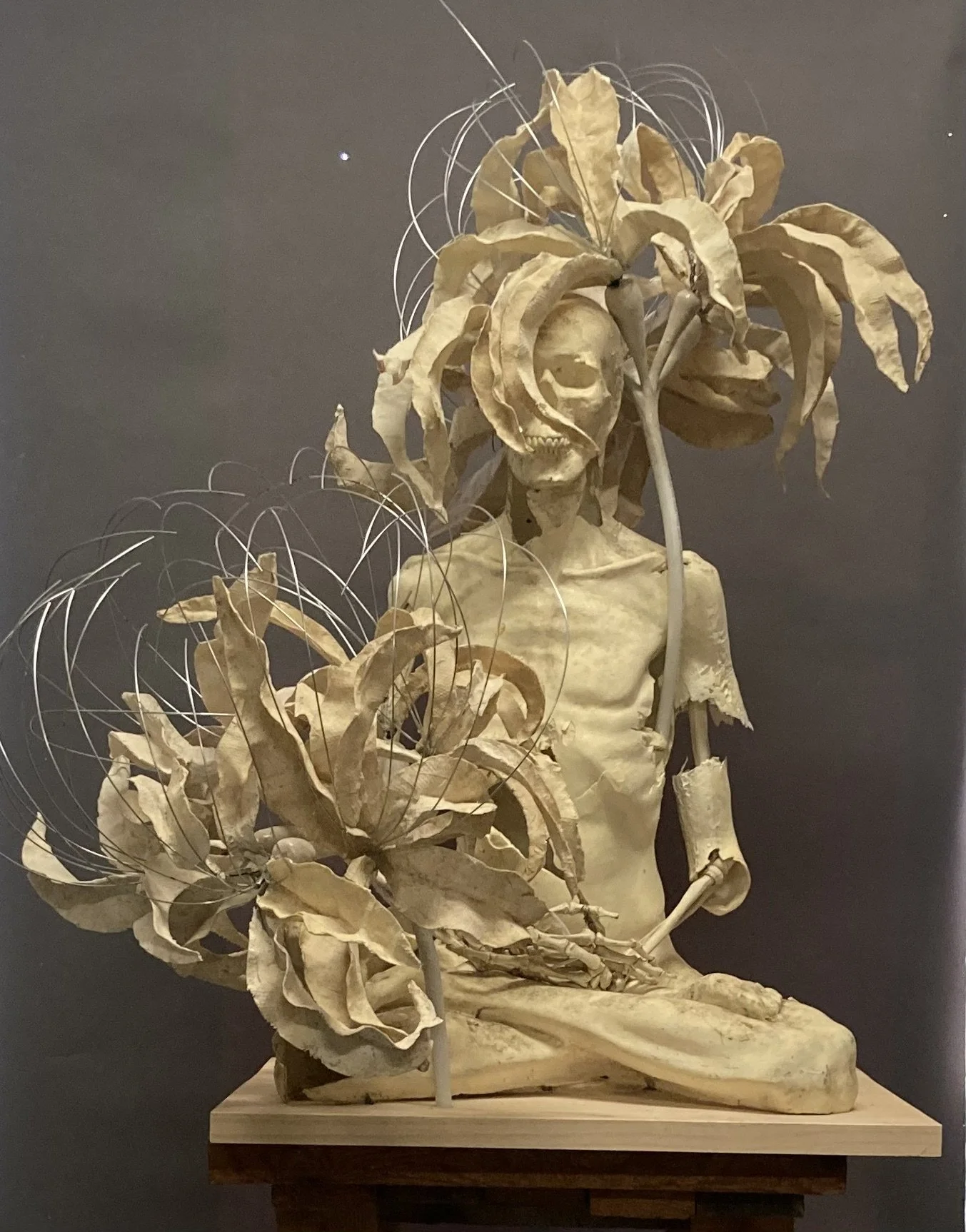 Japanese Spider Lily, 2025