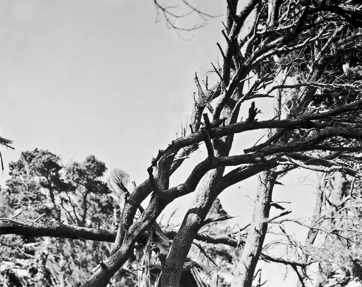 bandon_tree1.jpg
