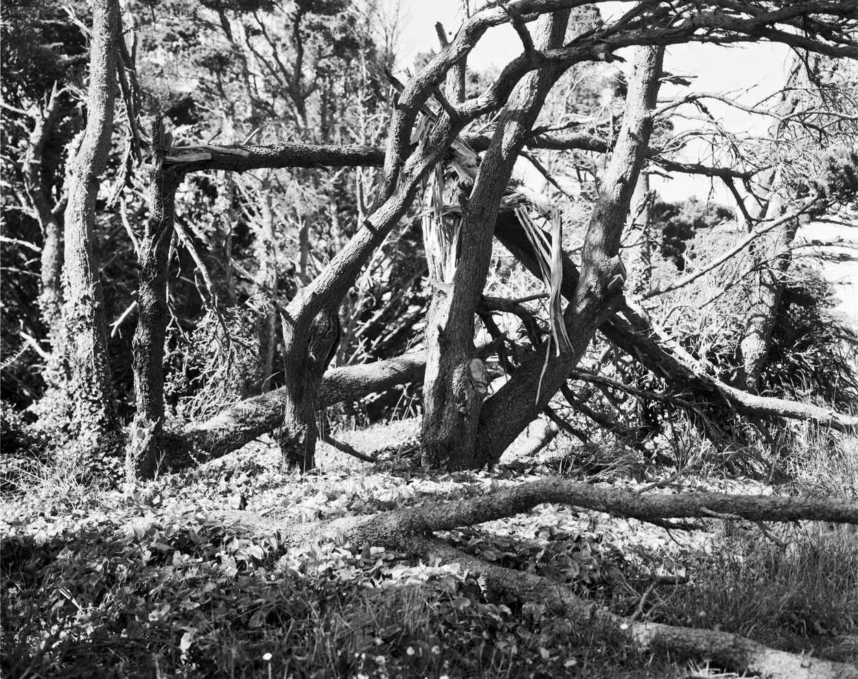 bandon_tree2.jpg