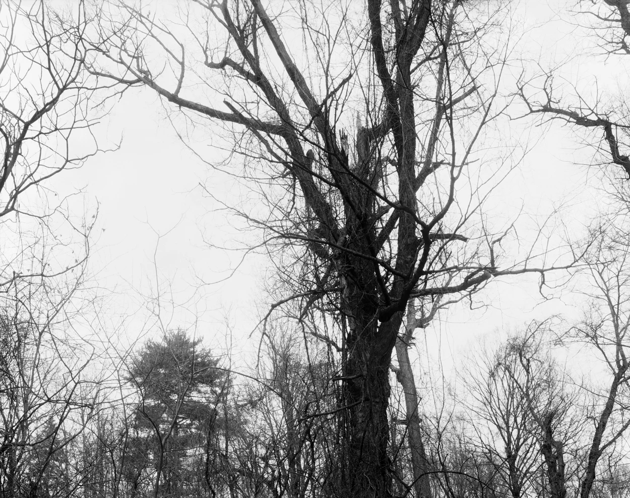 Tangle, Tivoli, New York
