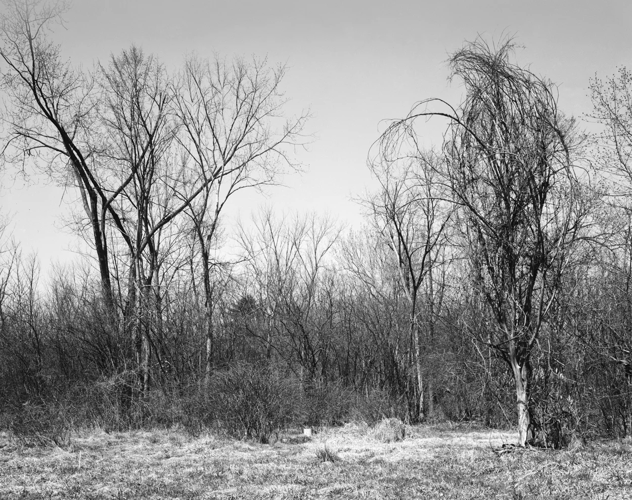 Treescape, Tivoli, New York