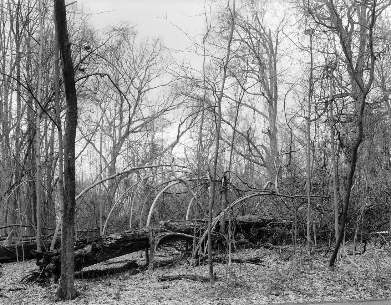Fallen Tree, Tivoli, New York