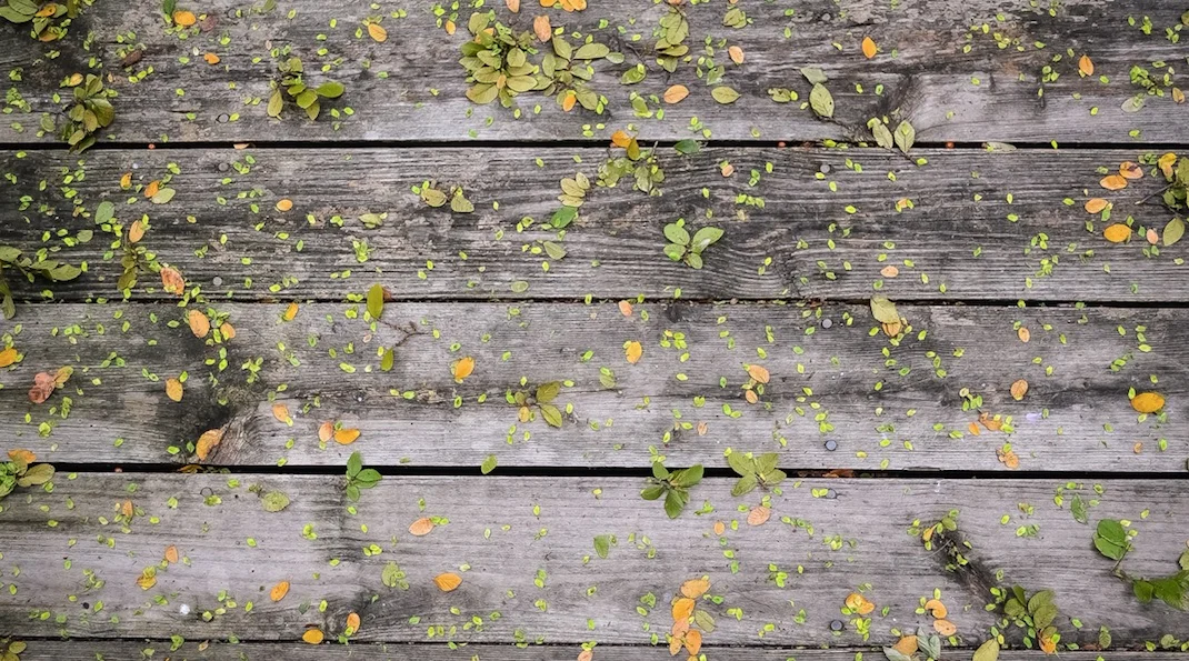wooden background.jpg
