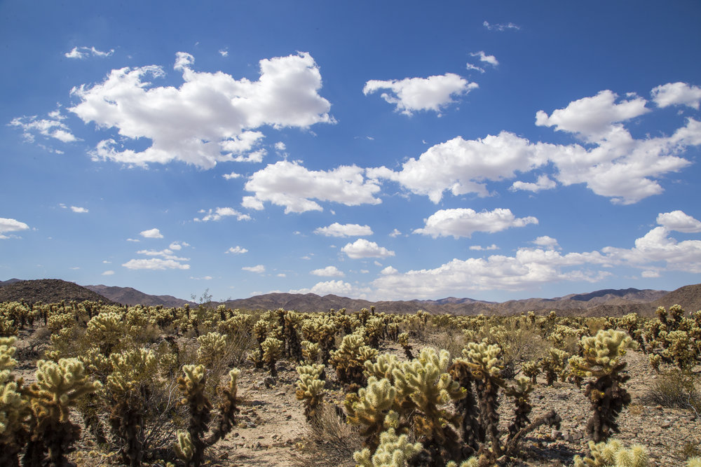 JoshuaTree_004.jpg