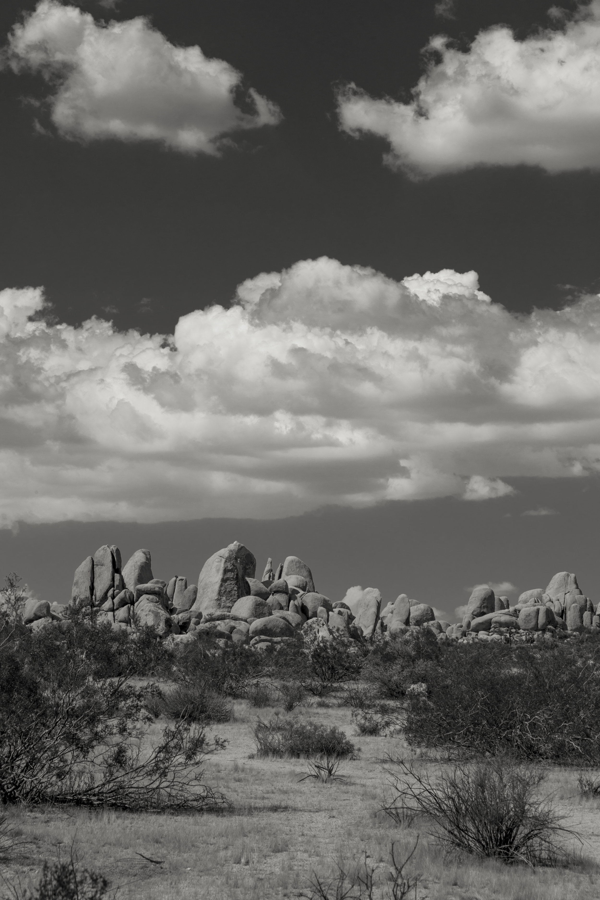 JoshuaTree_007.jpg