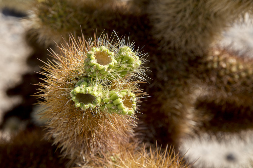 JoshuaTree_005.jpg