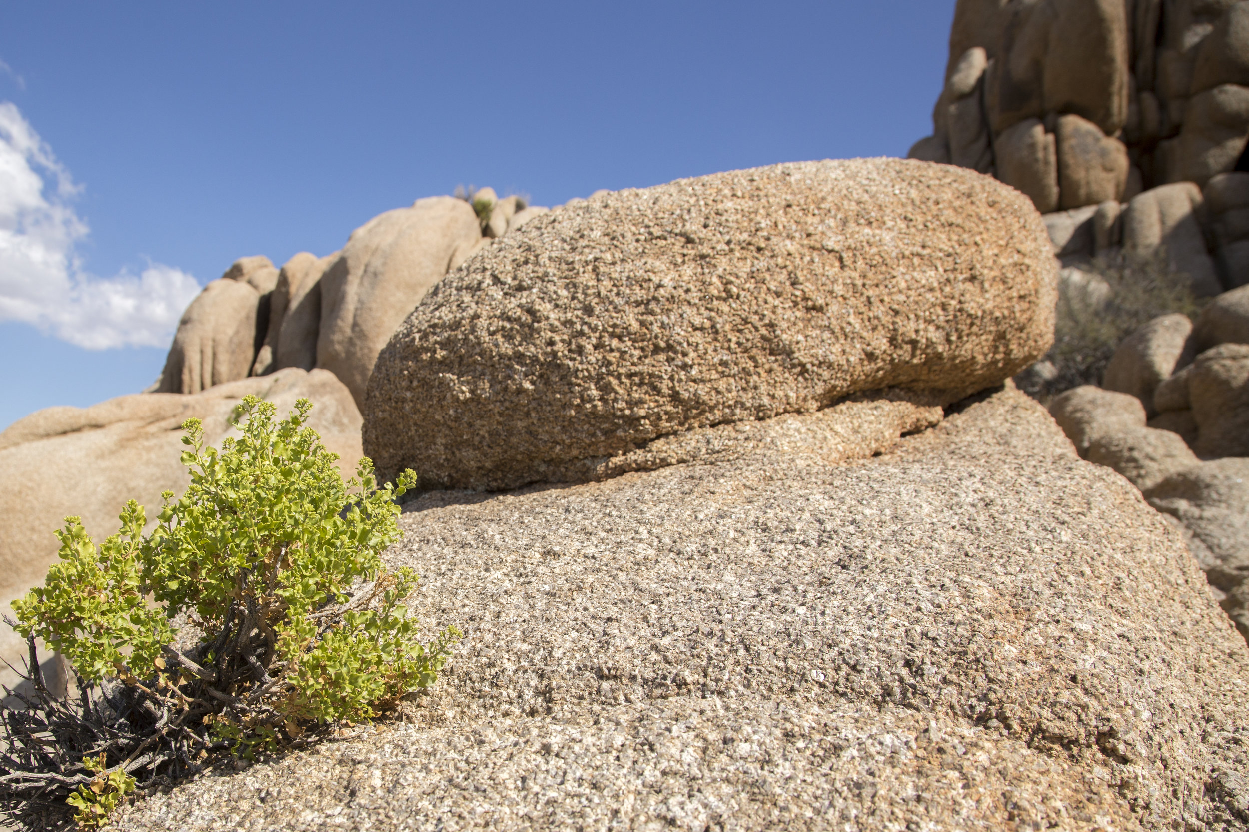 JoshuaTree_011.jpg