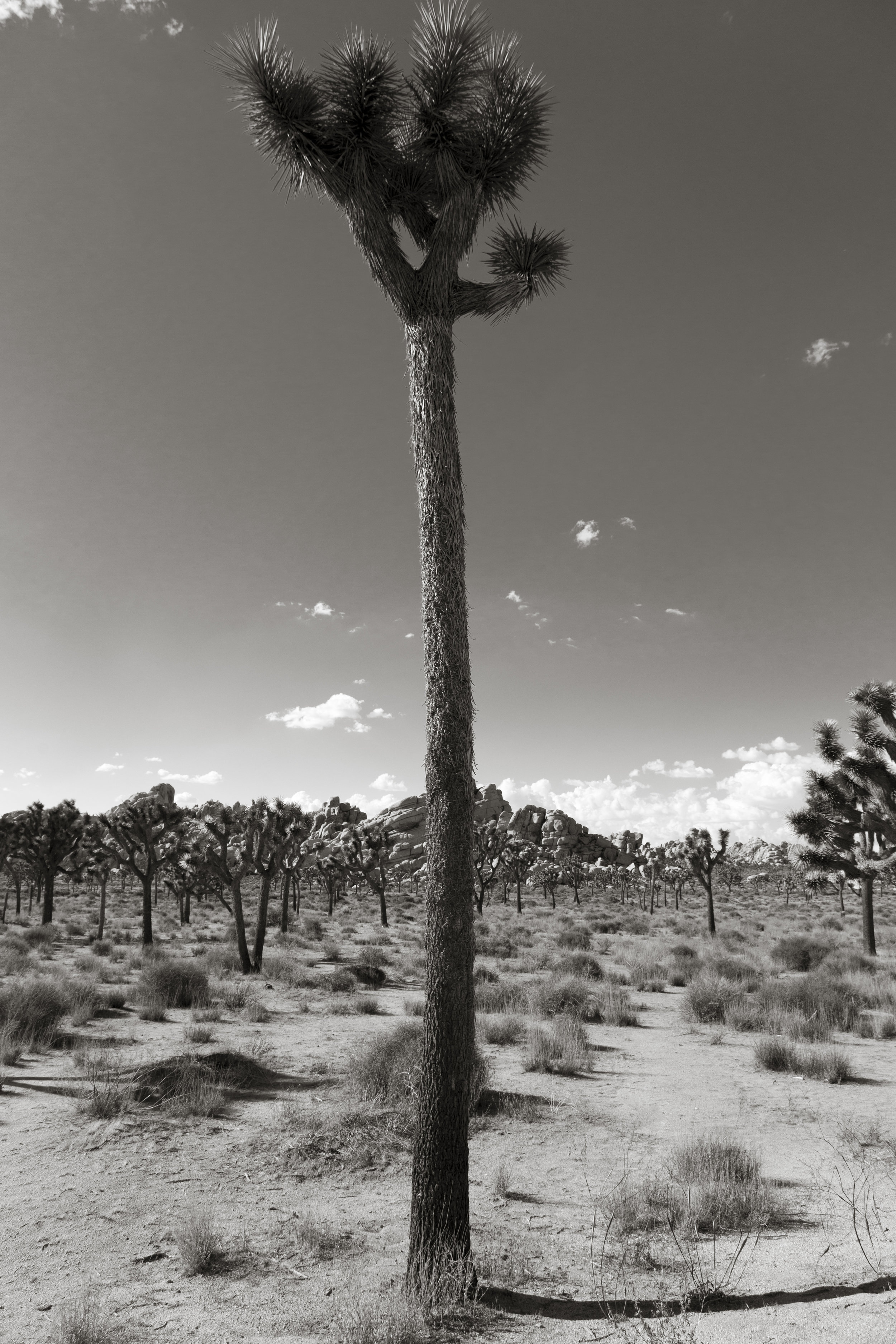 JoshuaTree_016.jpg