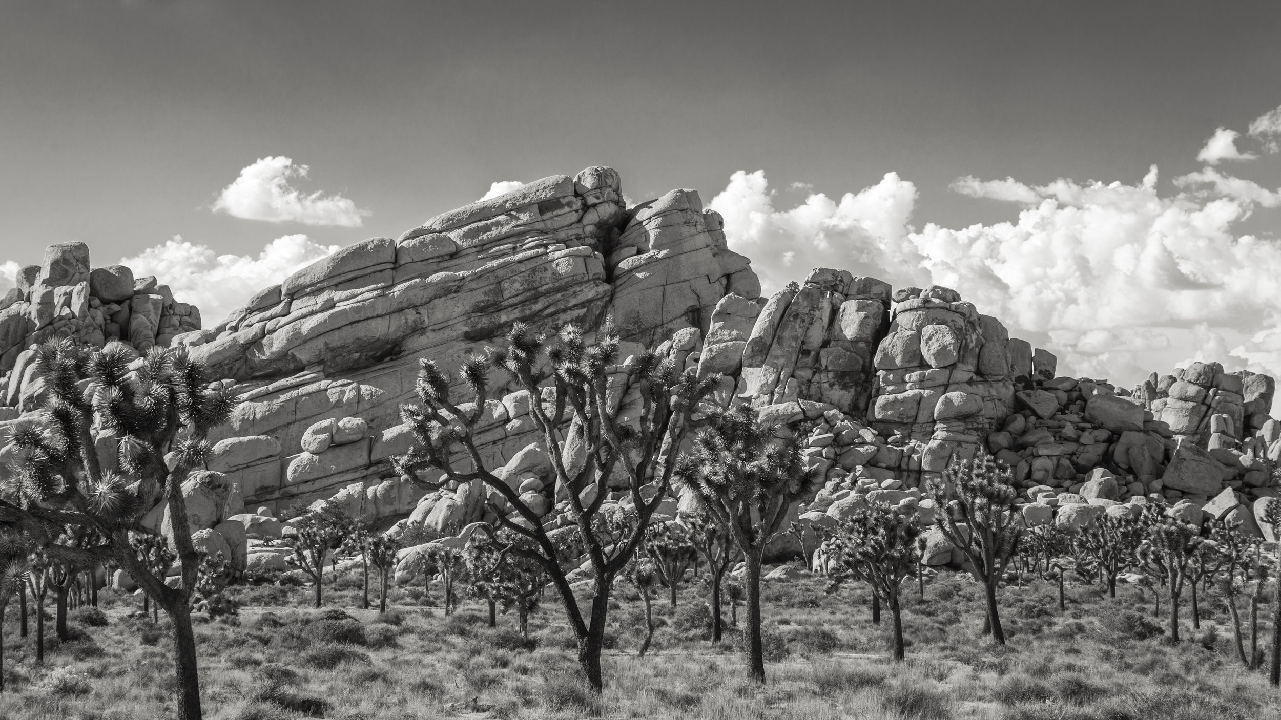 JoshuaTree_017.jpg