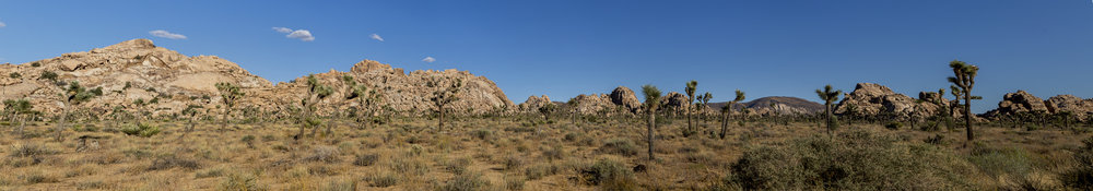 JoshuaTree_021.jpg