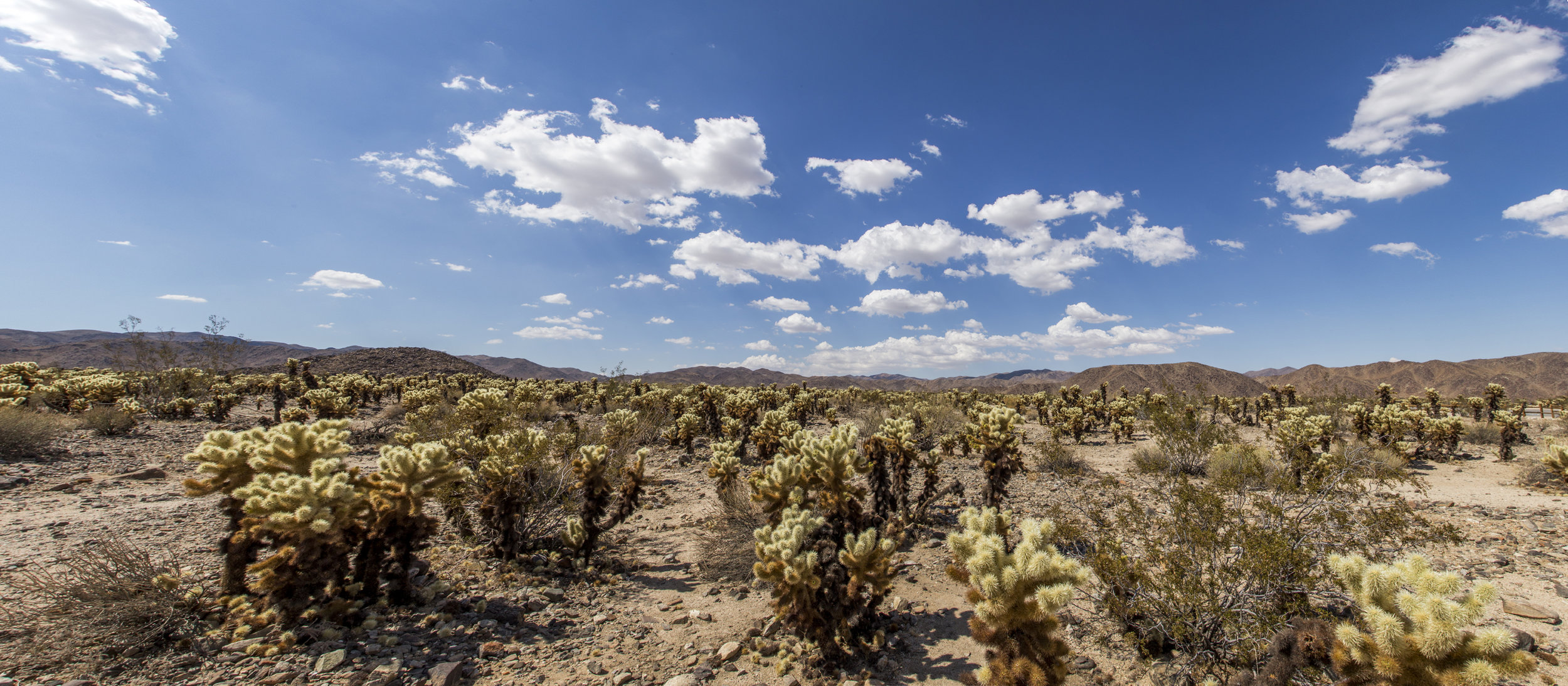 JoshuaTree_006.jpg