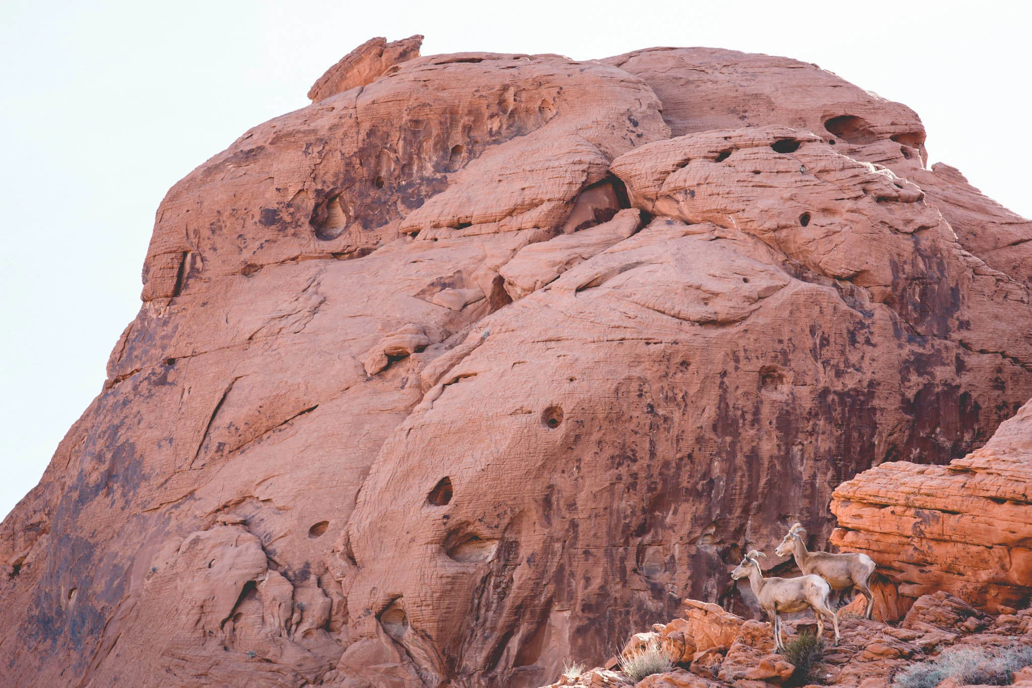 03.  ROCKSTEADY COVENANT [Leah+Jarvis 3rd Anniversary (Zion UT)]-JARV0044.jpg