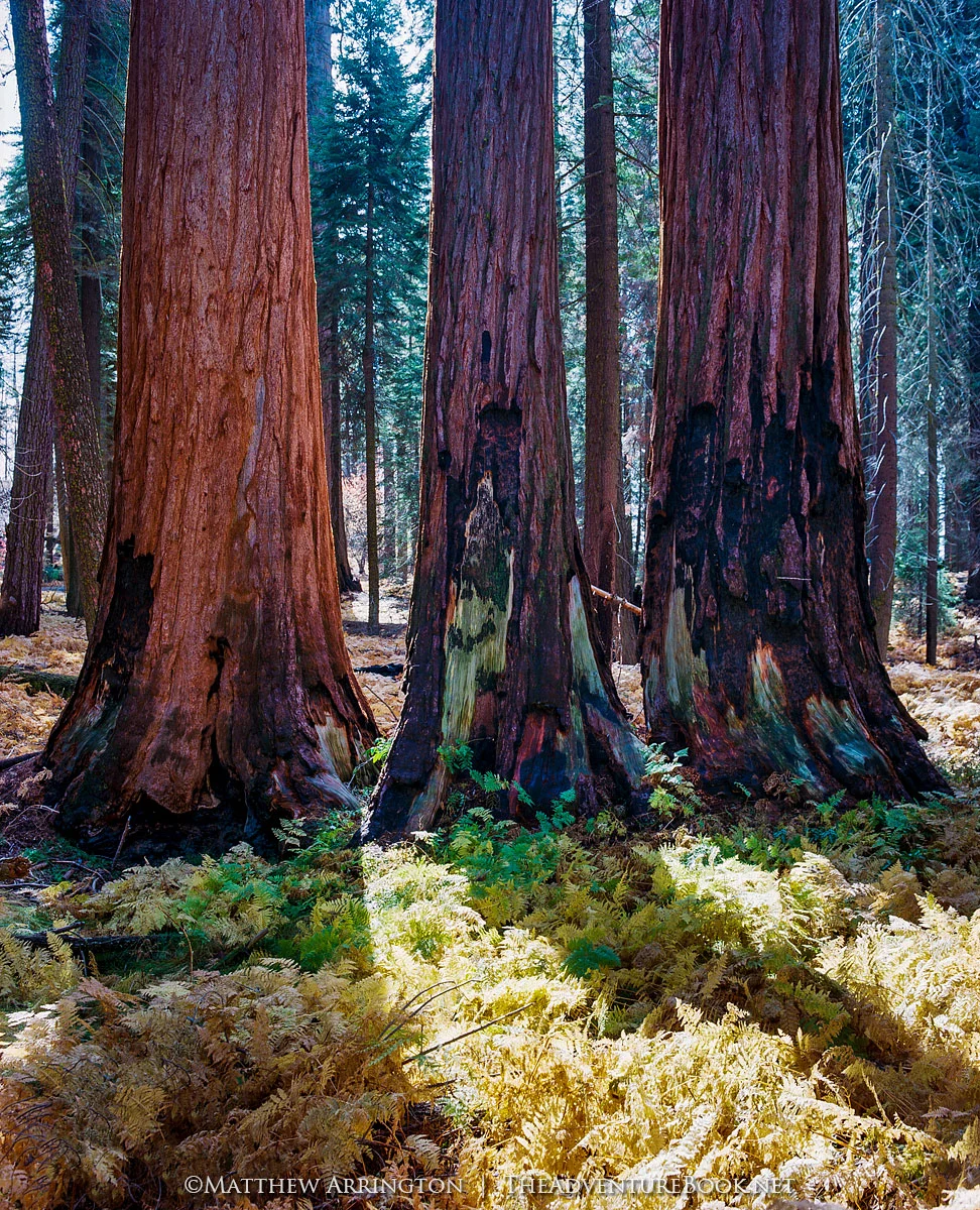 Sequoia Trifecta - Mamiya RB67, 90mm, Kodak Ektar 100