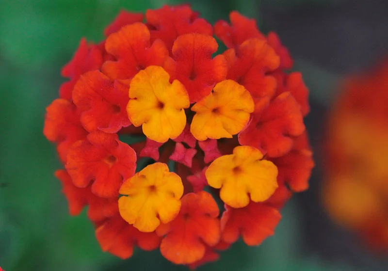 orange_lantana.jpg