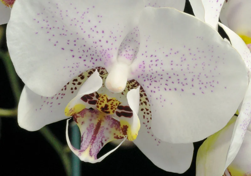 orchid_purpdots.jpg