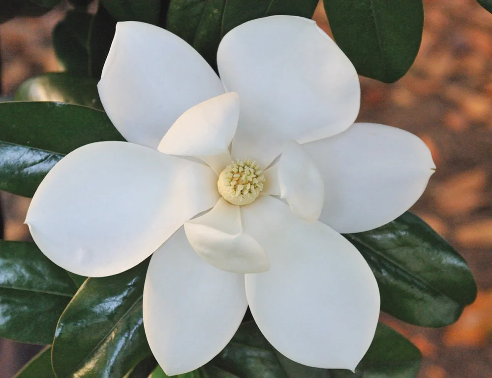 may2011_5489_magnoliasym11.jpg