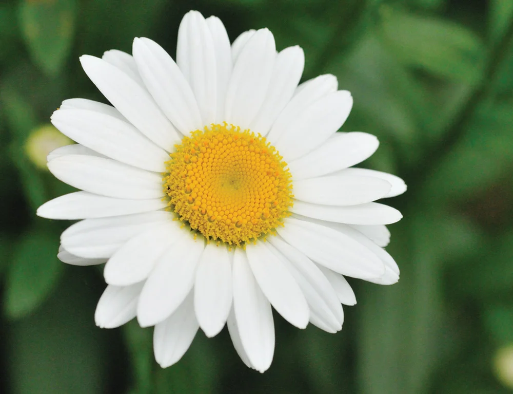 aug2011_2393_flatdaisy2.jpg